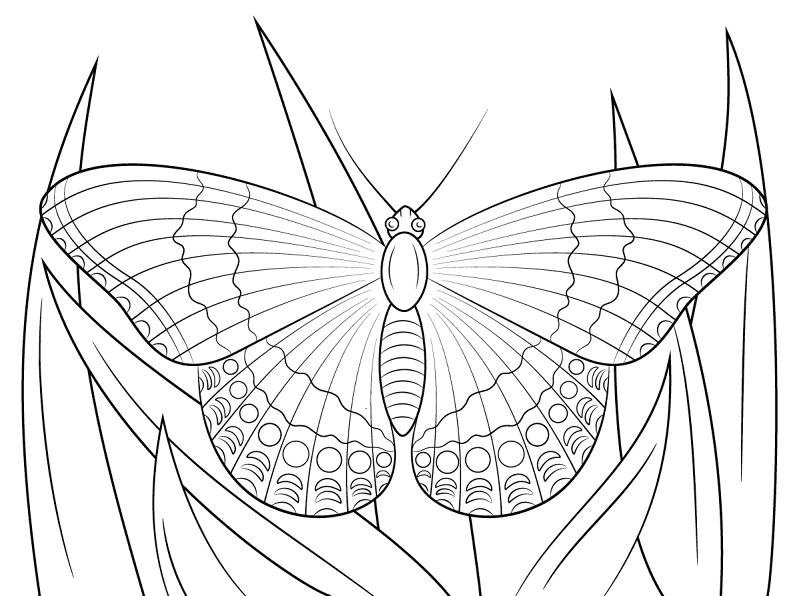 Desenho de Animais Da Floresta Tropical para colorir e imprimir: número 29