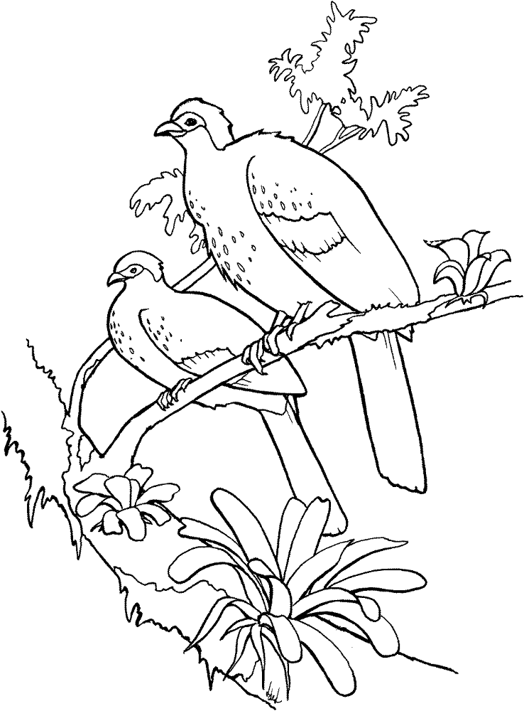 Desenho de Animais Da Floresta Tropical para colorir e imprimir: número 30