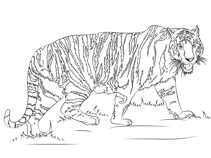 Desenho de Animais Da Selva para colorir e imprimir: número 6