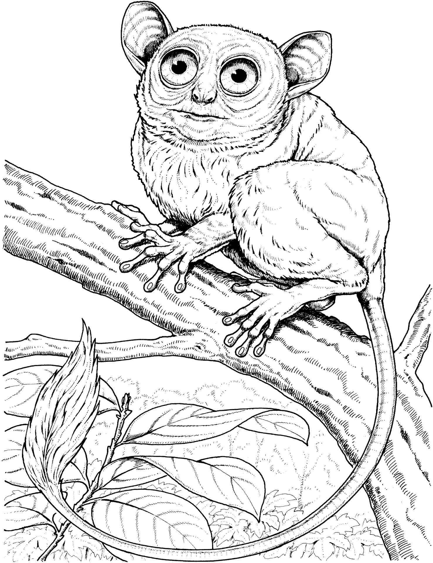 Desenho de Animais Da Selva para colorir e imprimir: número 10