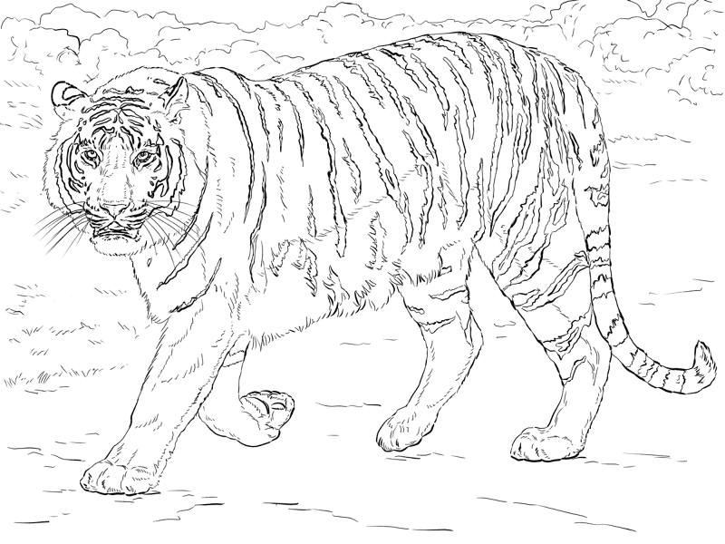 Desenho de Animais Da Selva para colorir e imprimir: número 13