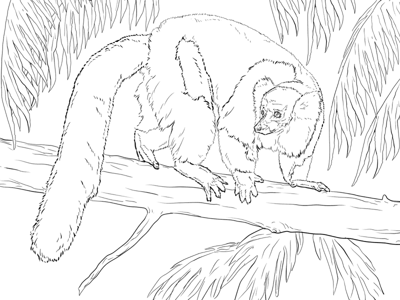 Desenho de Animais Da Selva para colorir e imprimir: número 14