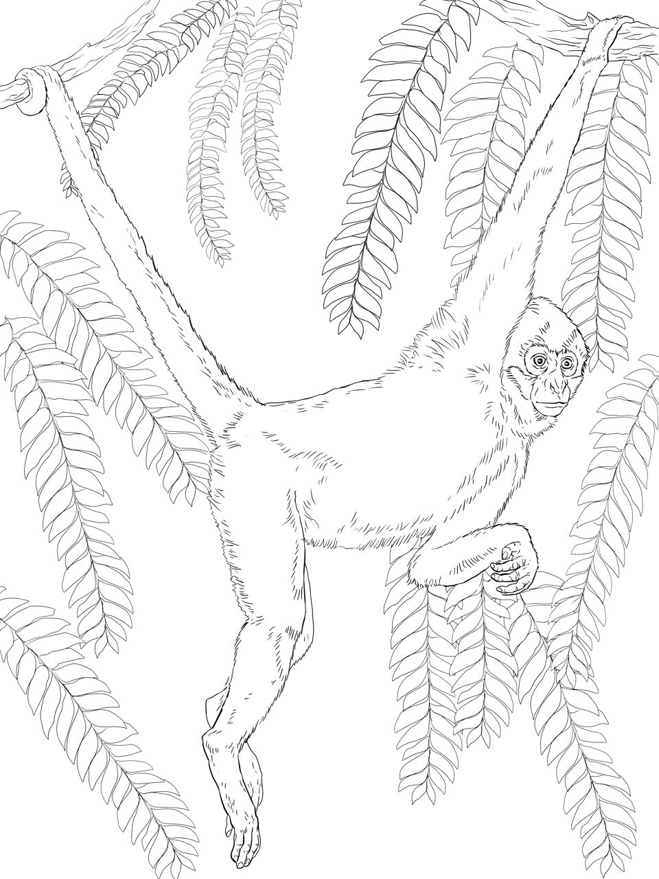 Desenho de Animais Da Selva para colorir e imprimir: número 15