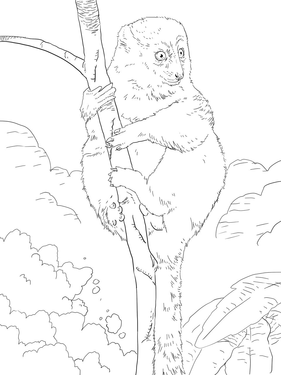 Desenho de Animais Da Selva para colorir e imprimir: número 21