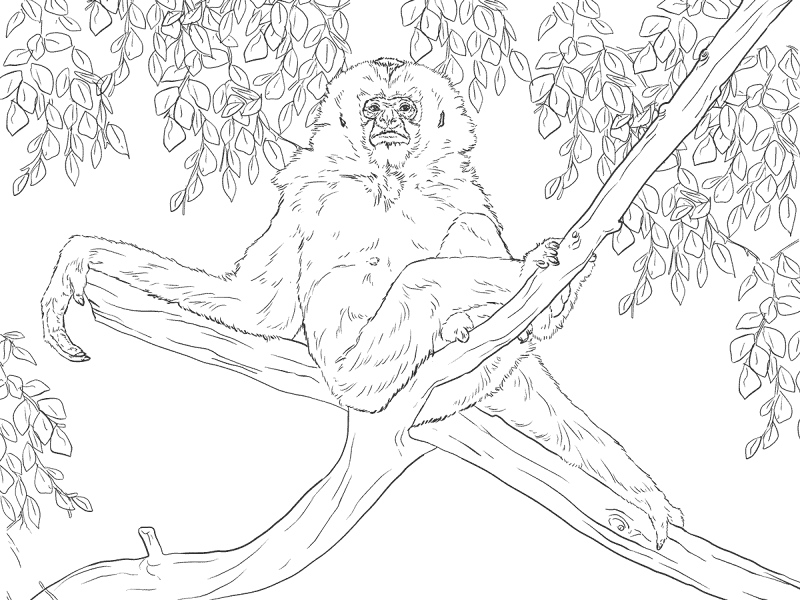 Desenho de Animais Da Selva para colorir e imprimir: número 22