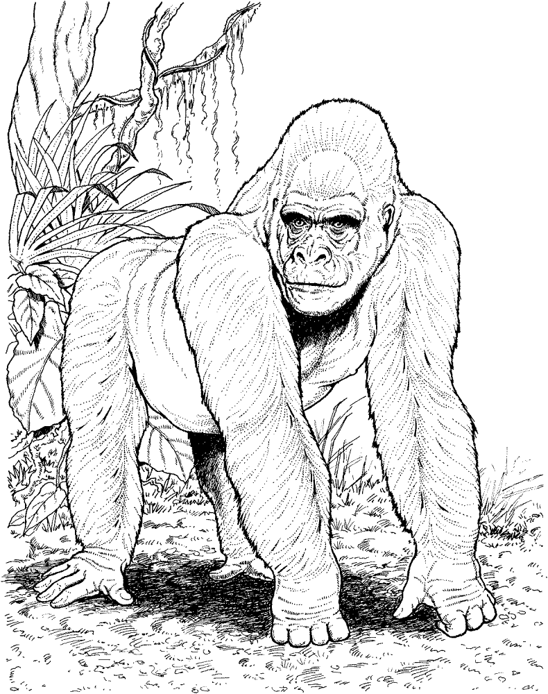 Desenho de Animais Da Selva para colorir e imprimir: número 25