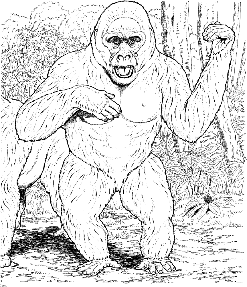 Desenho de Animais Da Selva para colorir e imprimir: número 26