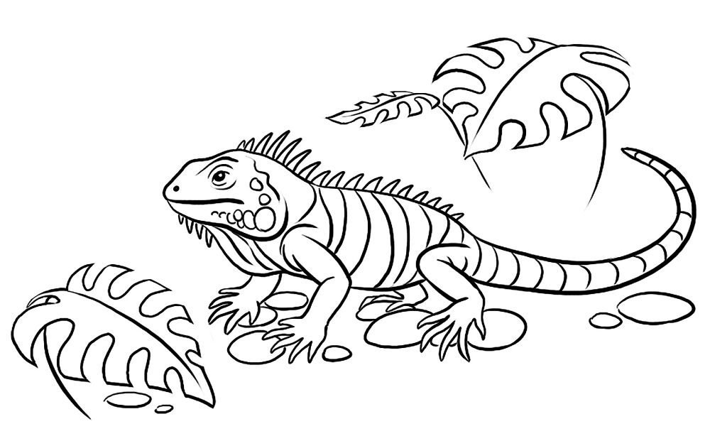 Desenho de Animais Da Selva para colorir e imprimir: número 27