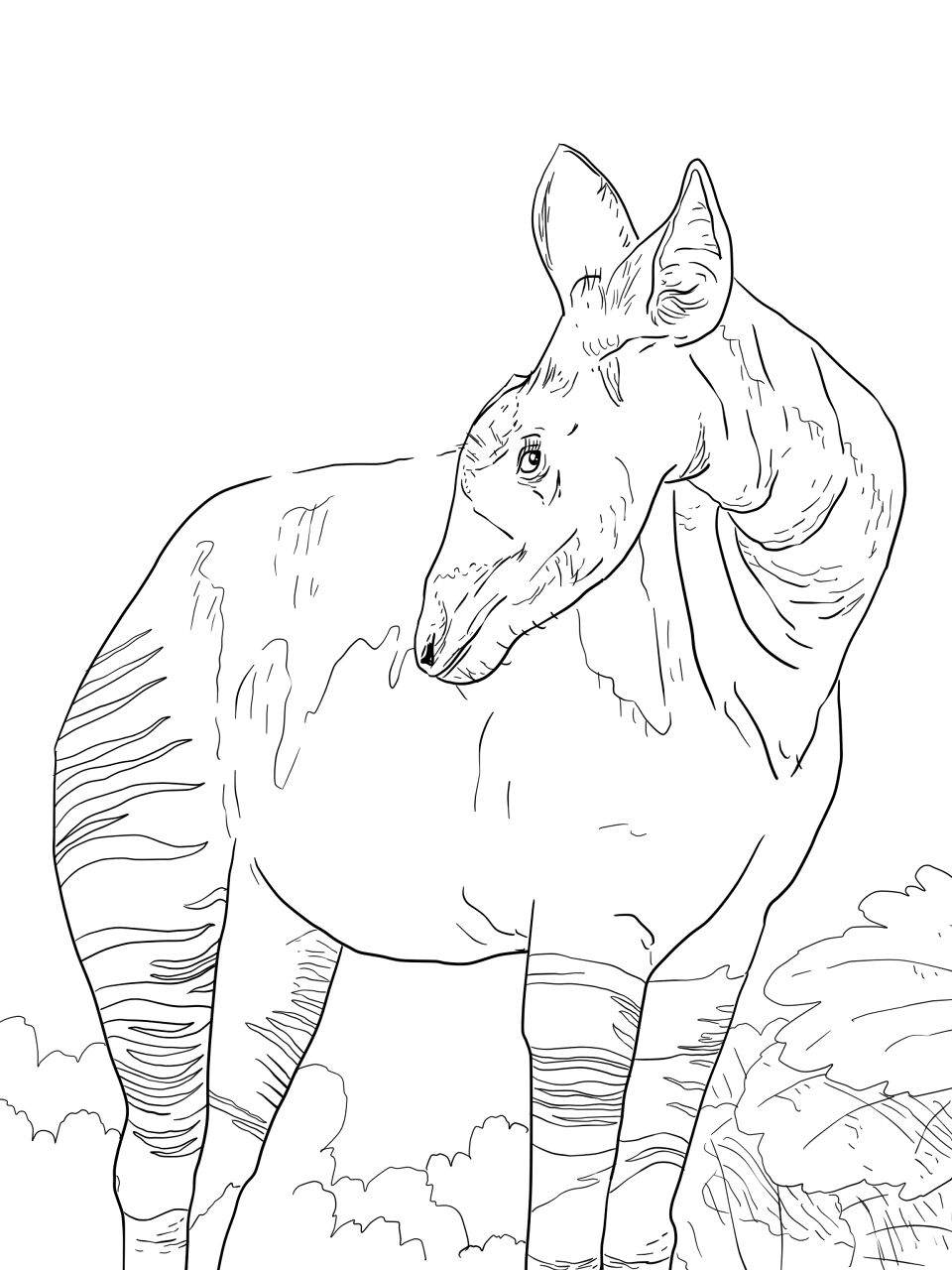 Desenho de Animais Da Selva para colorir e imprimir: número 40