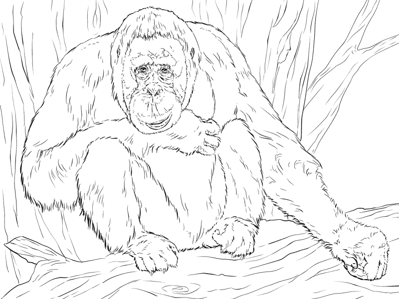 Desenho de Animais Da Selva para colorir e imprimir: número 46