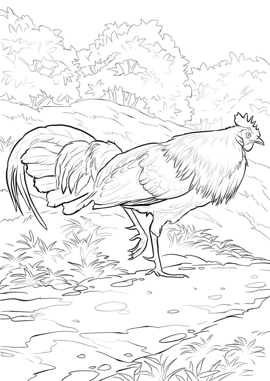 Desenho de Animais Da Selva para colorir e imprimir: número 47