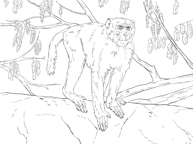 Desenho de Animais Da Selva para colorir