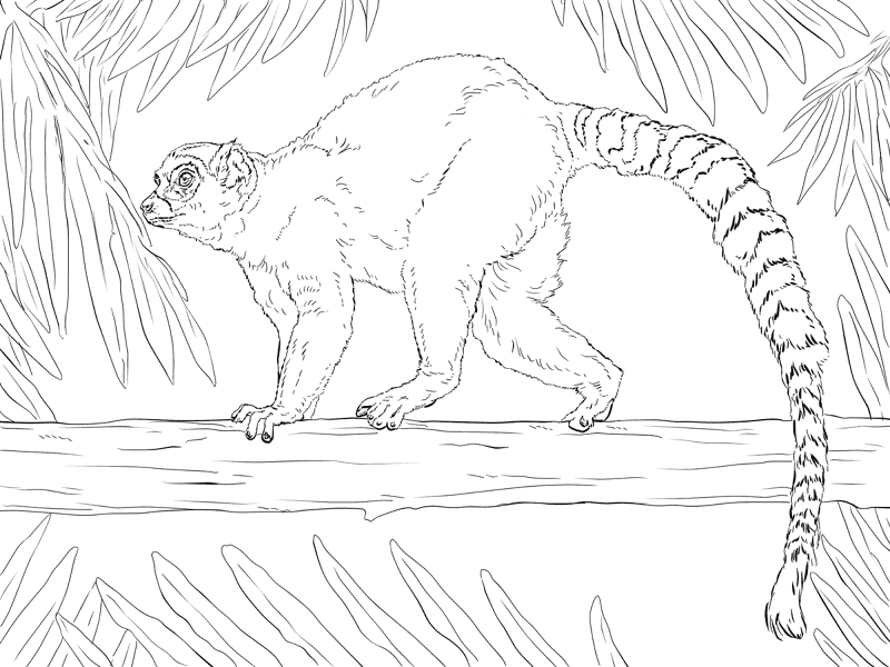 Desenho de Animais Da Selva para colorir
