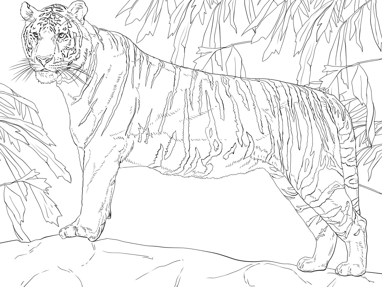 Desenho de Animais Da Selva para colorir