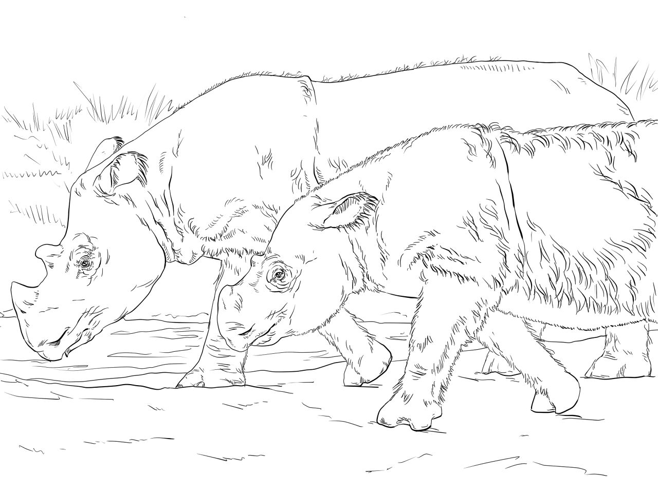 Desenho de Animais Da Selva para colorir
