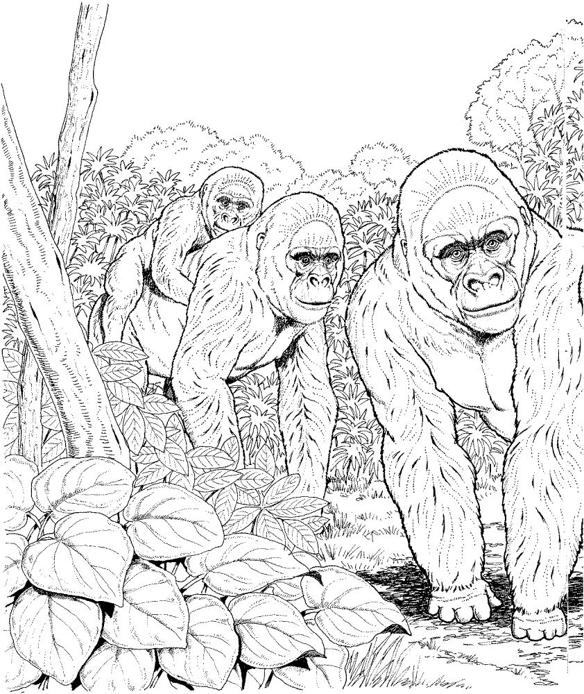 Desenho de Animais Da Selva para colorir