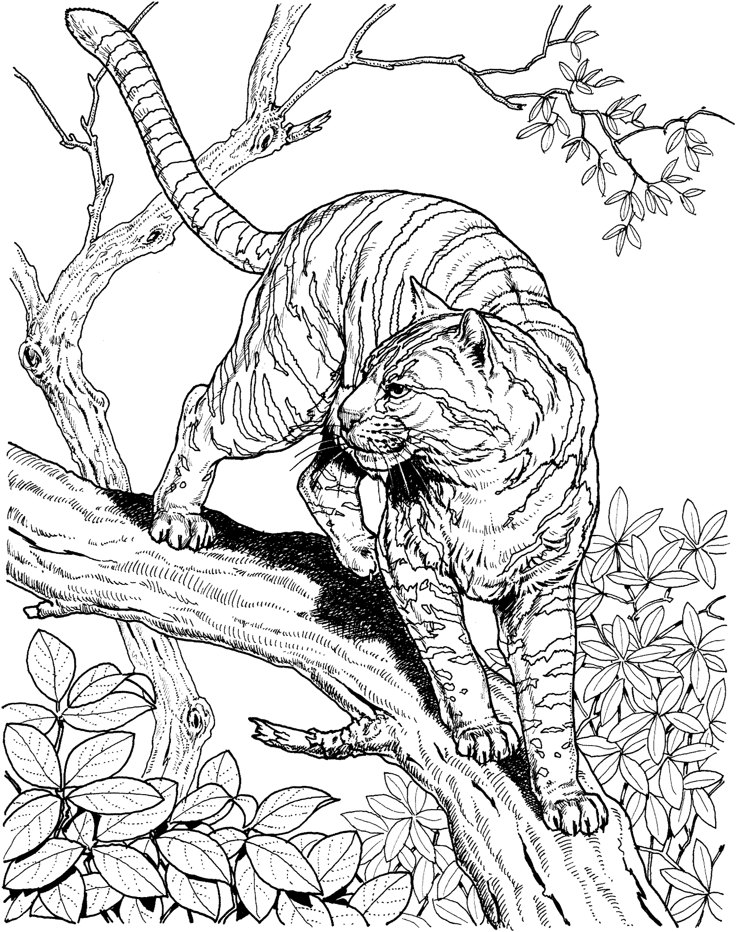 Desenho de Animais Da Selva para colorir