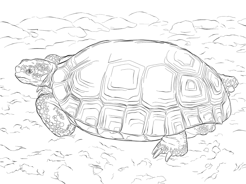 Desenho de Animais Do Deserto para colorir e imprimir: número 2