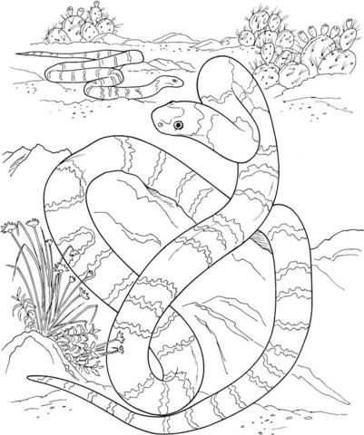 Desenho de Animais Do Deserto para colorir e imprimir: número 3