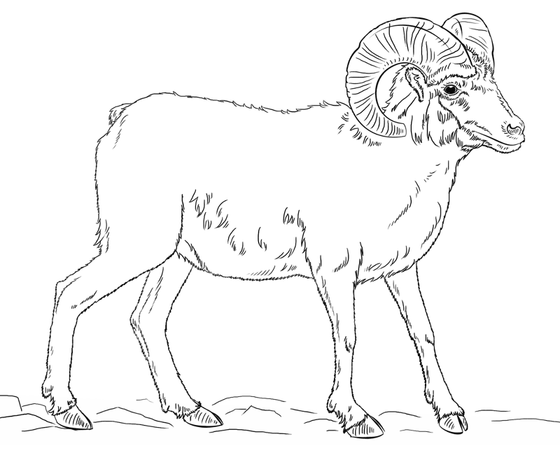 Desenho de Animais Do Deserto para colorir e imprimir: número 4