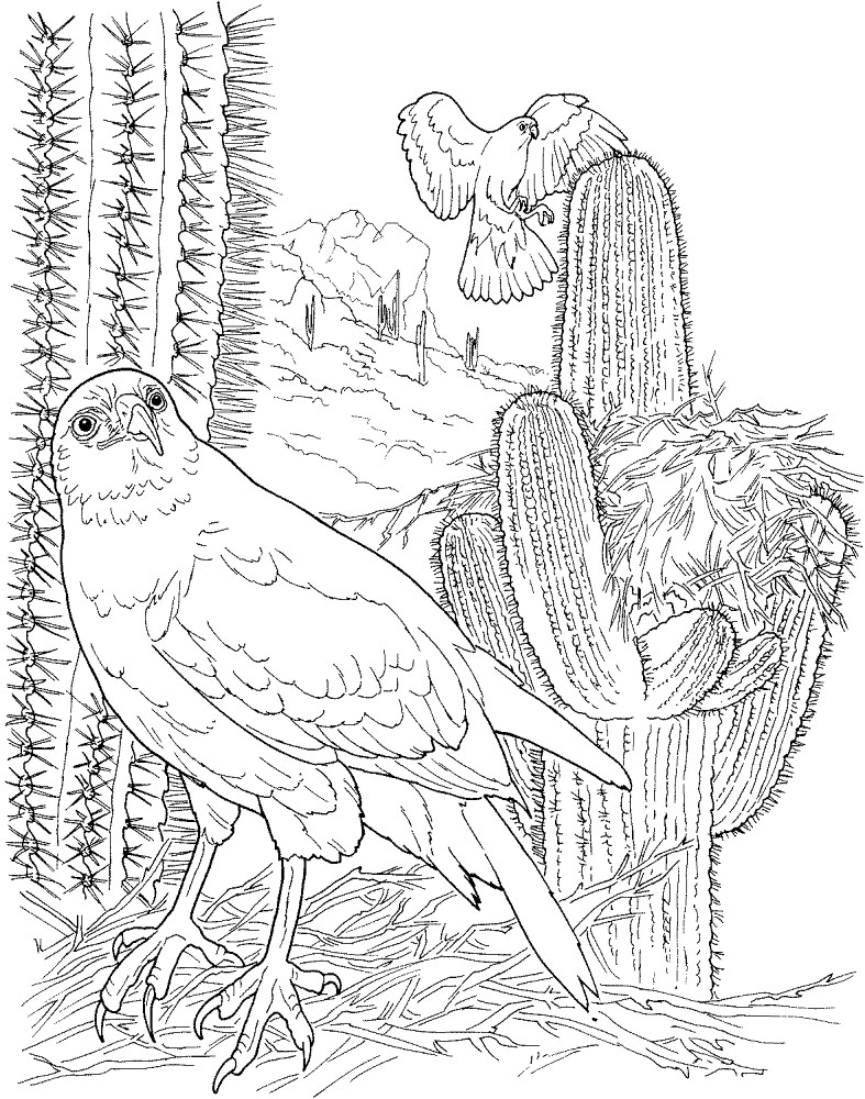 Desenho de Animais Do Deserto para colorir e imprimir: número 5