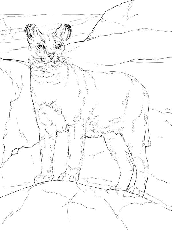 Desenho de Animais Do Deserto para colorir e imprimir: número 7