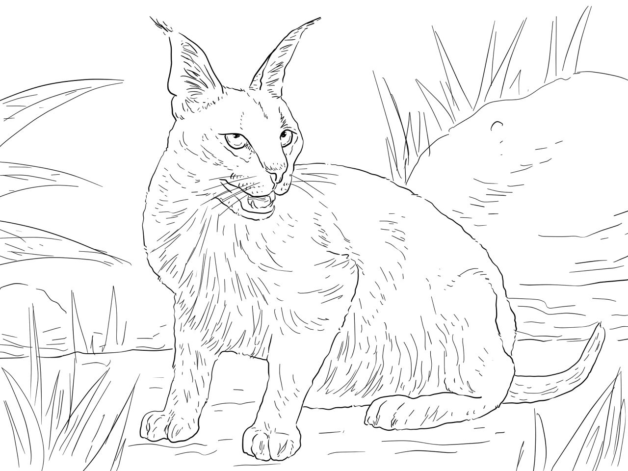 Desenho de Animais Do Deserto para colorir e imprimir: número 8