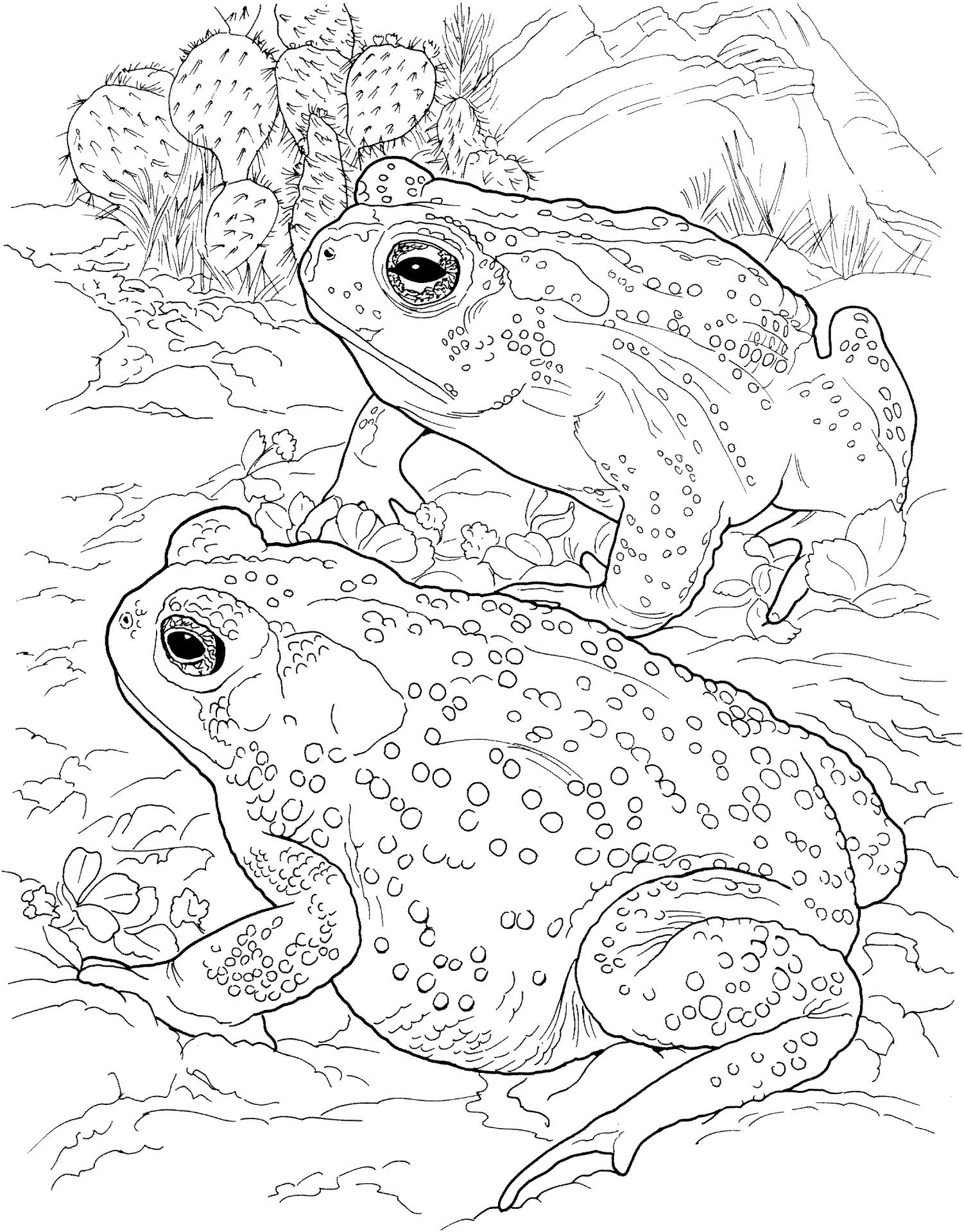 Desenho de Animais Do Deserto para colorir e imprimir: número 13