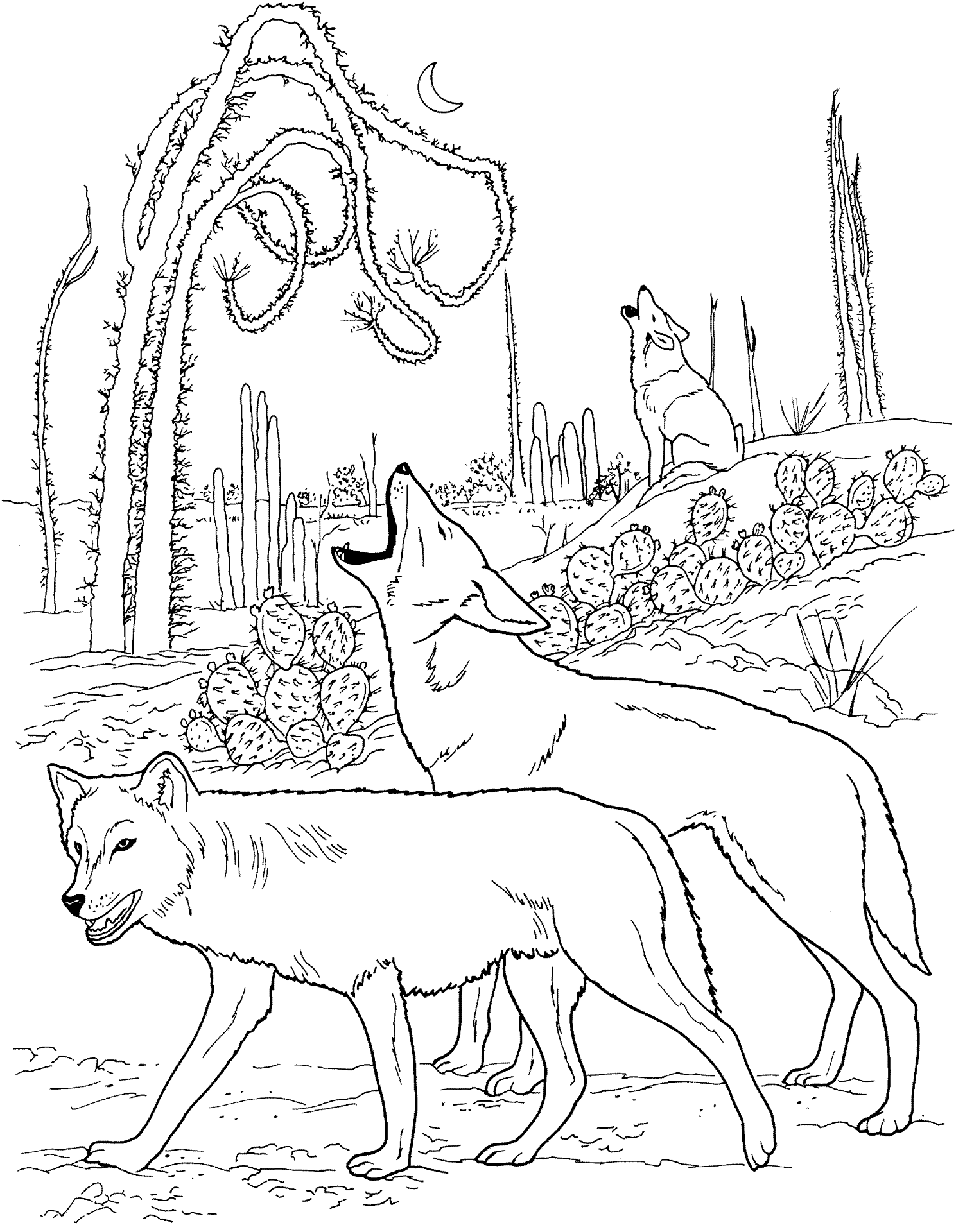 Desenho de Animais Do Deserto para colorir e imprimir: número 14