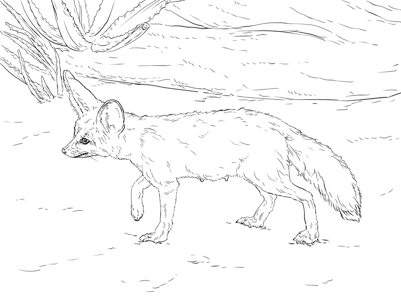 Desenho de Animais Do Deserto para colorir e imprimir: número 15