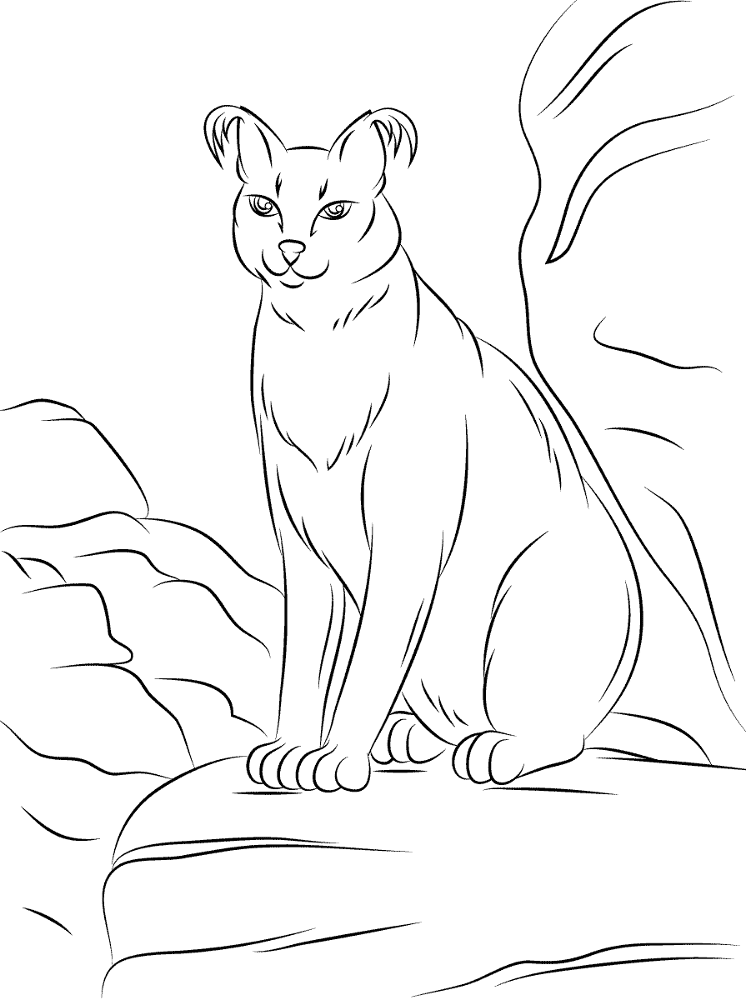 Desenho de Animais Do Deserto para colorir e imprimir: número 17