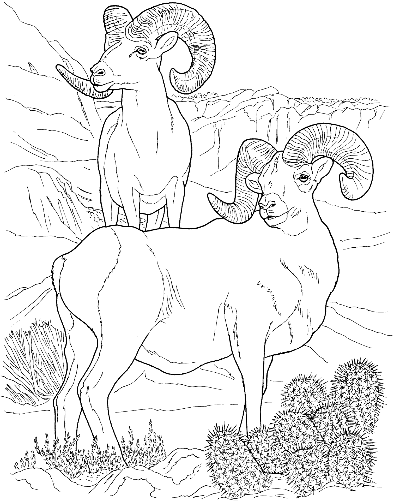 Desenho de Animais Do Deserto para colorir e imprimir: número 22