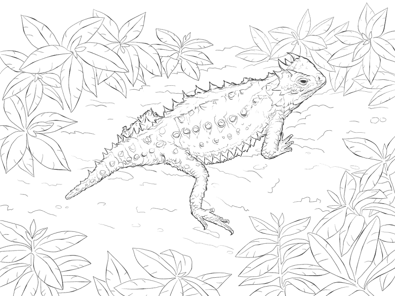 Desenho de Animais Do Deserto para colorir e imprimir: número 24