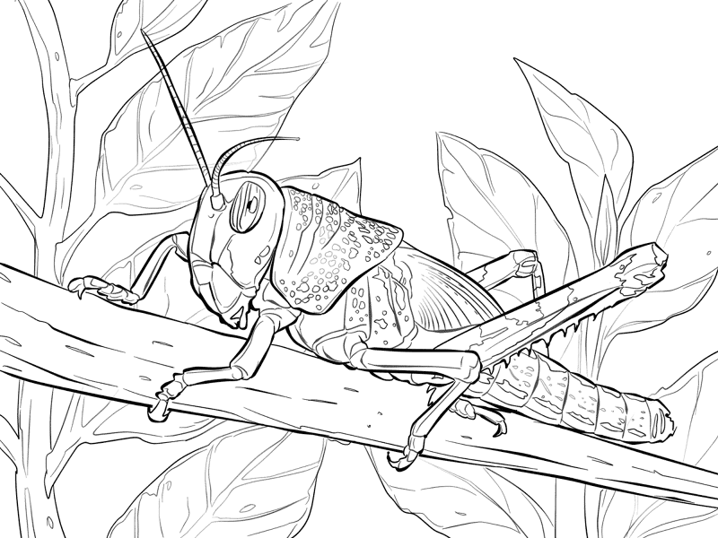 Desenho de Animais Do Deserto para colorir e imprimir: número 25