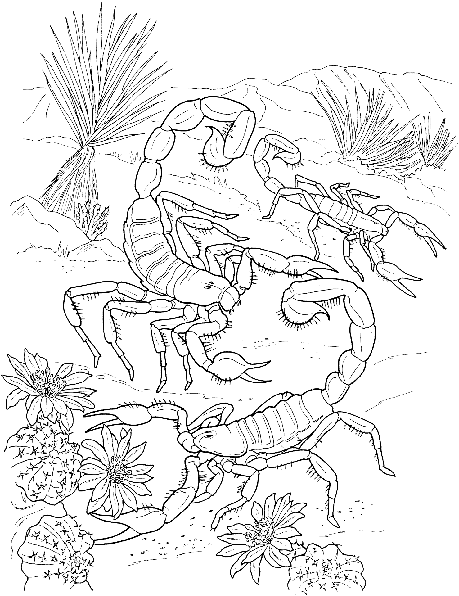 Desenho de Animais Do Deserto para colorir e imprimir: número 27