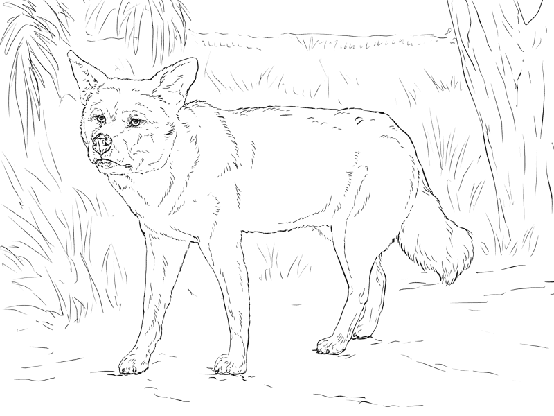Desenho de Animais Do Deserto para colorir e imprimir: número 28