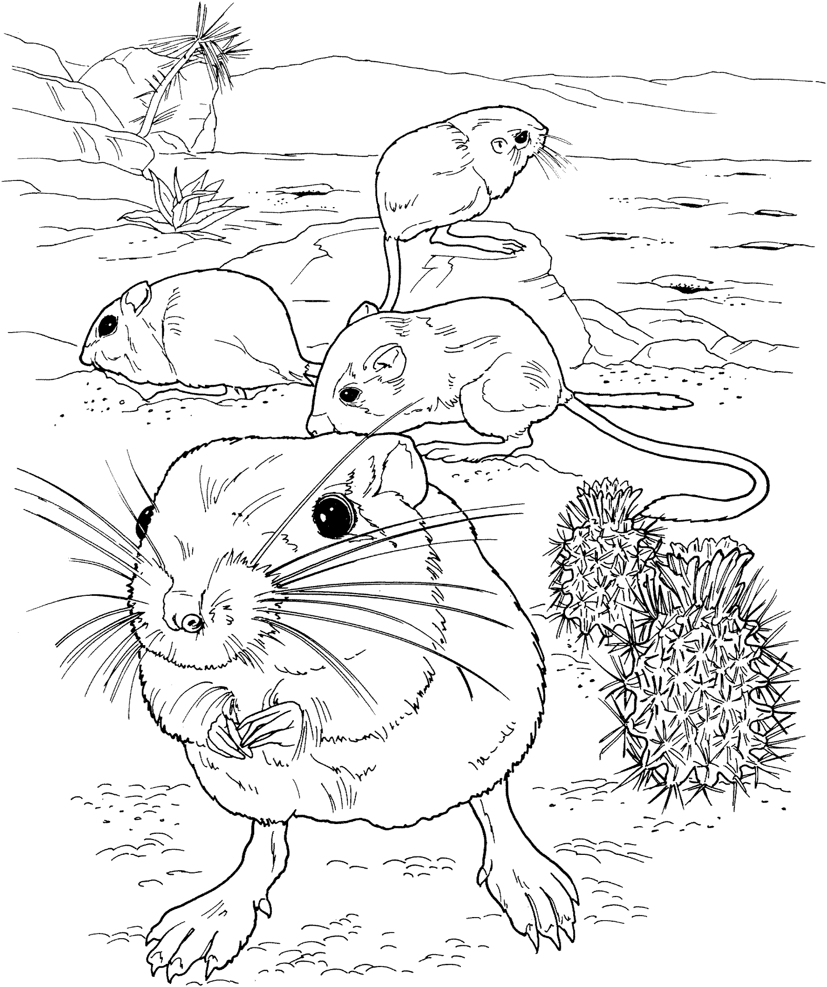 Desenho de Animais Do Deserto para colorir e imprimir: número 35