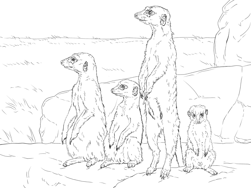 Desenho de Animais Do Deserto para colorir e imprimir: número 37