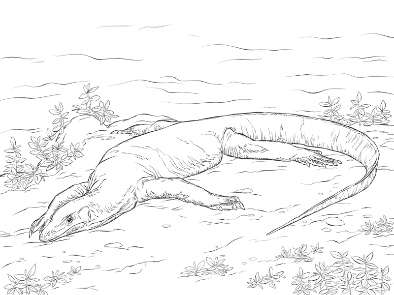 Desenho de Animais Do Deserto para colorir e imprimir: número 38