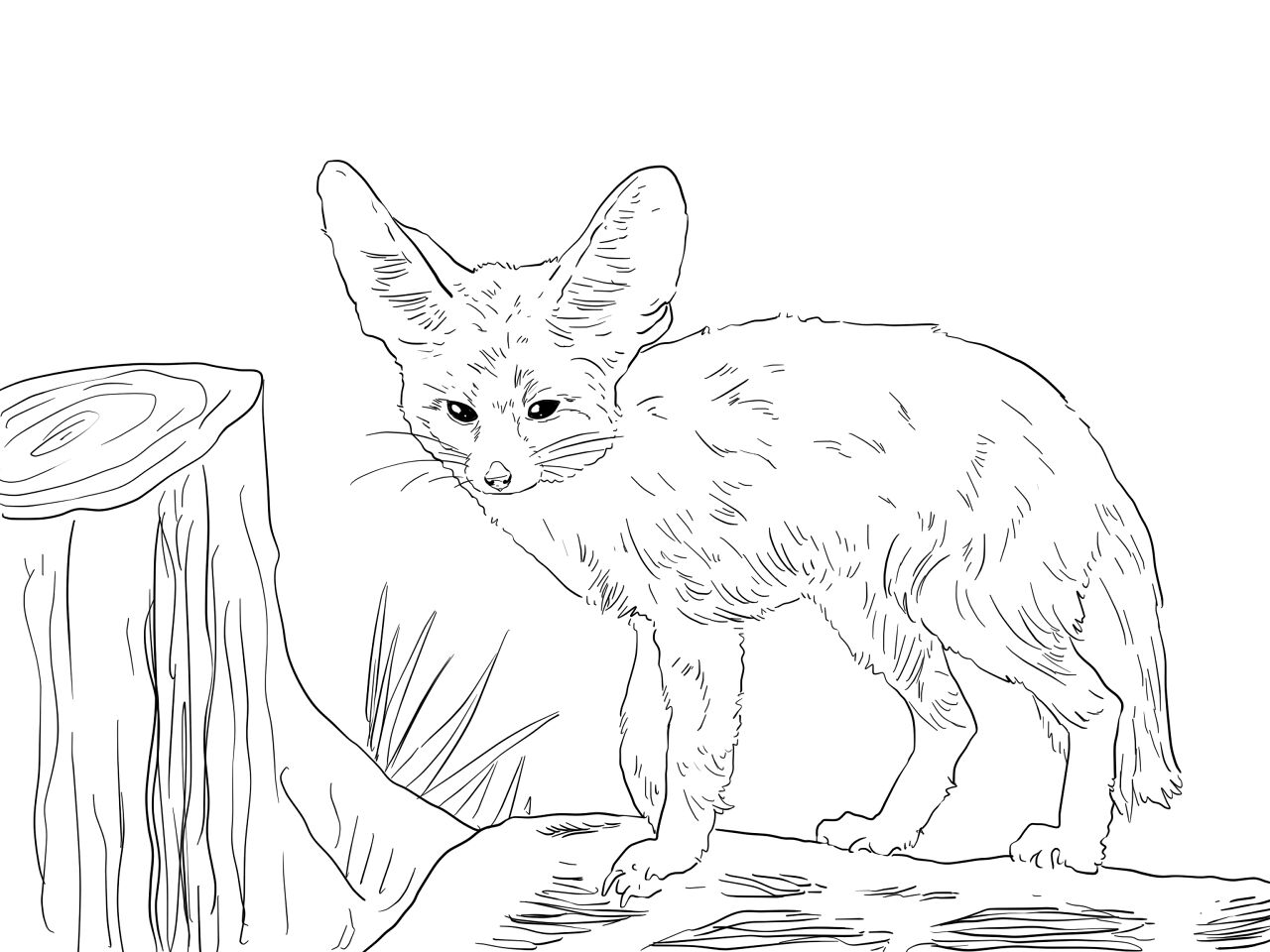 Desenho de Animais Do Deserto para colorir e imprimir: número 39