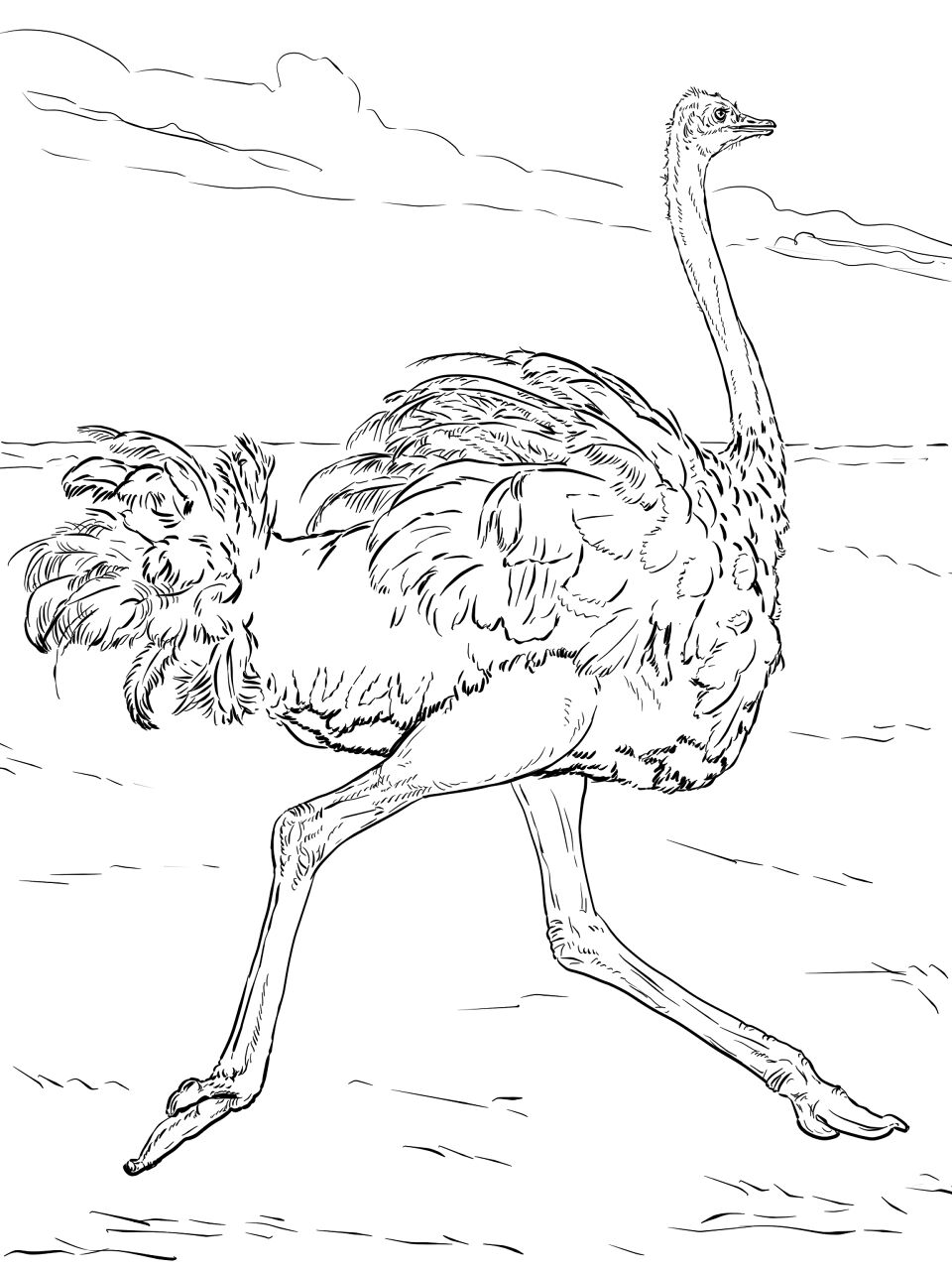 Desenho de Animais Do Deserto para colorir e imprimir: número 40