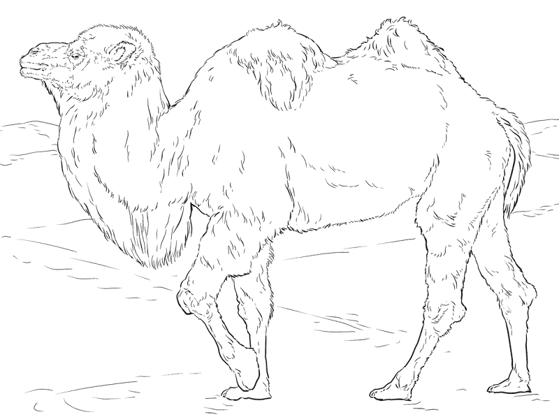 Desenho de Animais Do Deserto para colorir e imprimir: número 42