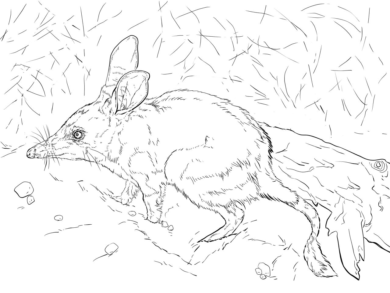 Desenho de Animais Do Deserto para colorir e imprimir: número 43