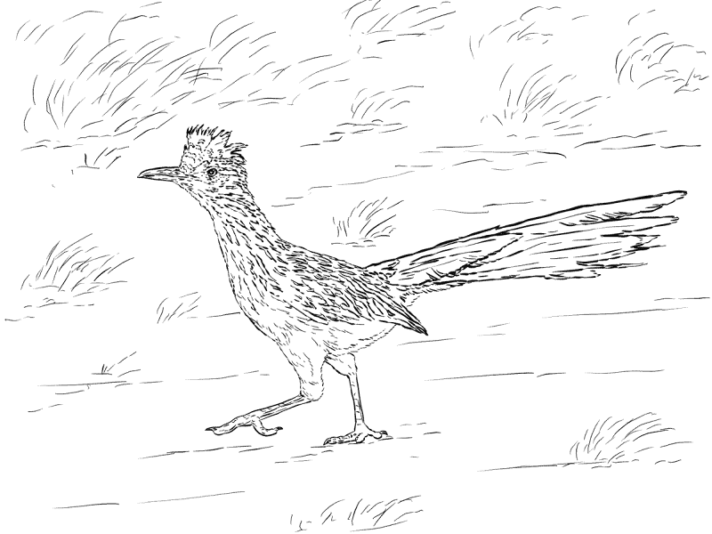 Desenho de Animais Do Deserto para colorir e imprimir: número 44