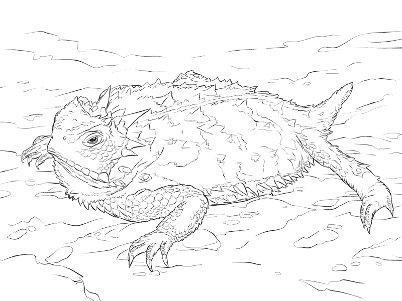 Desenho de Animais Do Deserto para colorir e imprimir: número 45