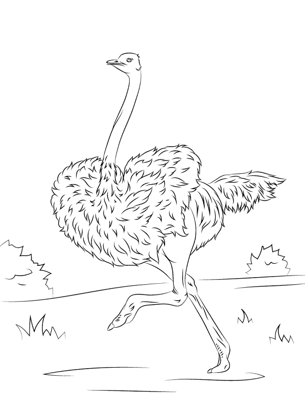 Desenho de Animais Do Deserto para colorir e imprimir: número 46