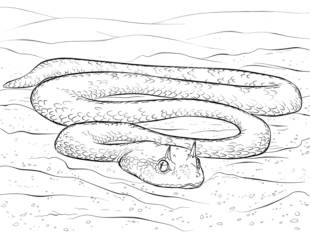 Desenho de Animais Do Deserto para colorir e imprimir: número 47