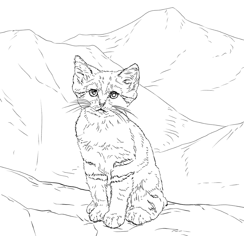 Desenho de Animais Do Deserto para colorir