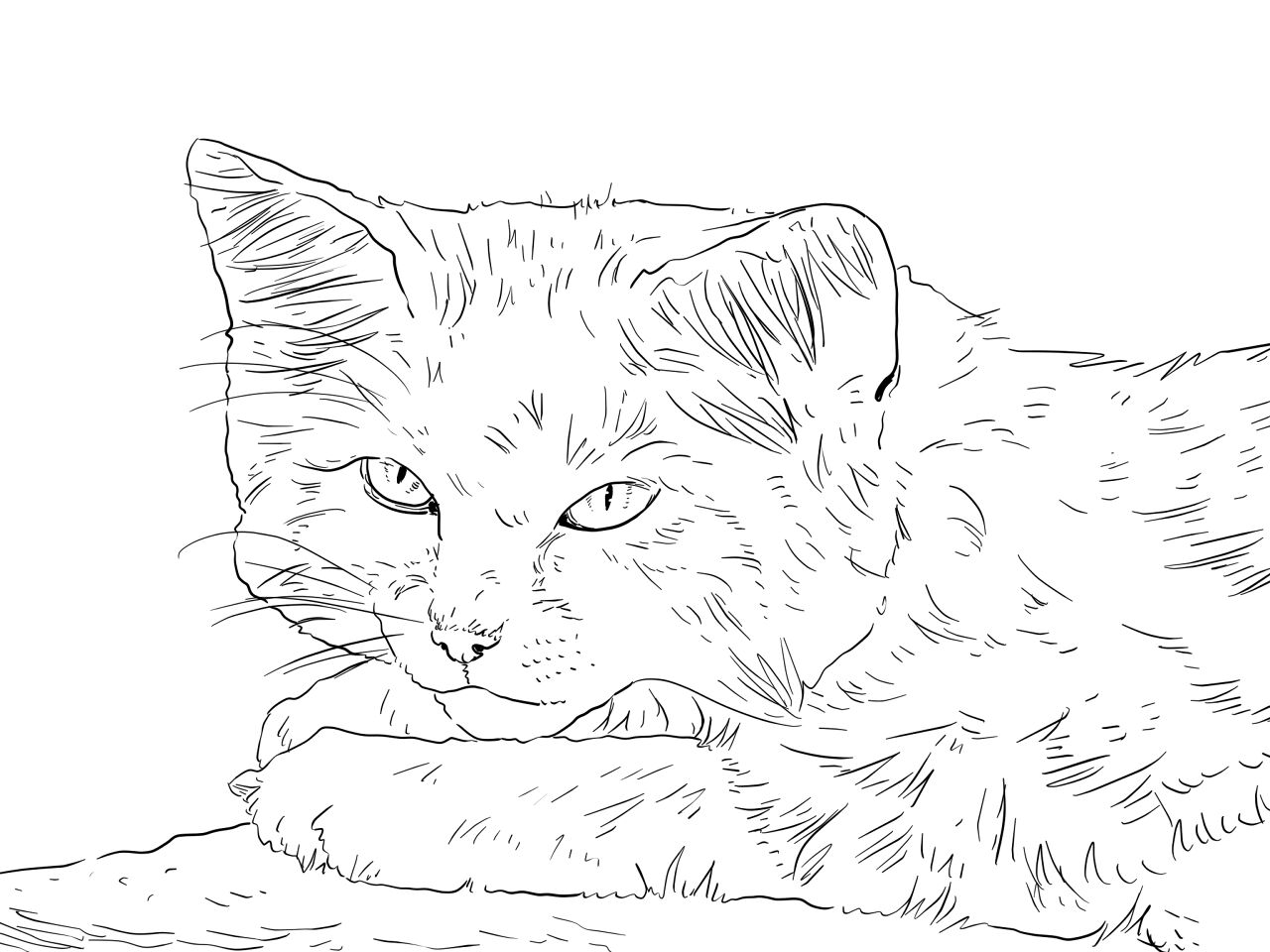 Desenho de Animais Do Deserto para colorir
