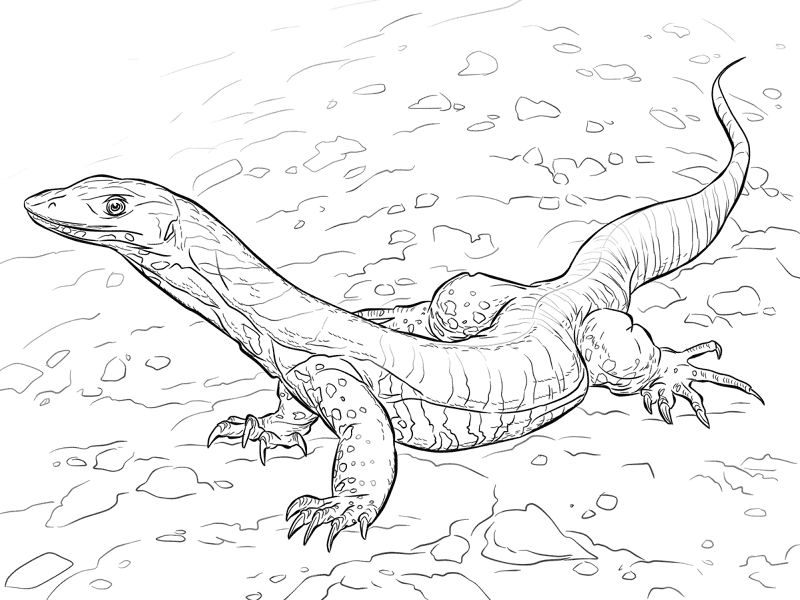Desenho de Animais Do Deserto para colorir